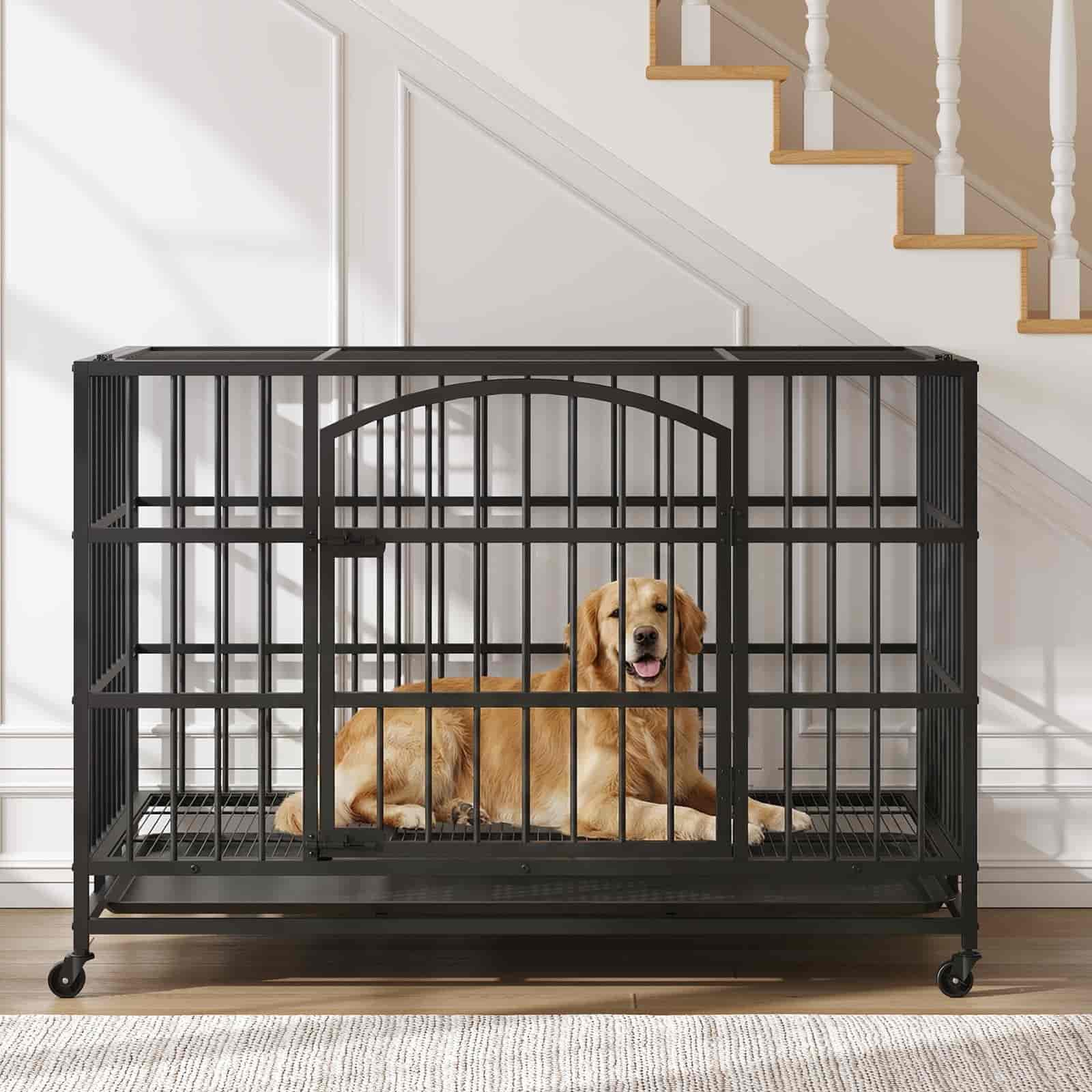 Dog inside a large black metal crate in a home setting with stairs in the background.