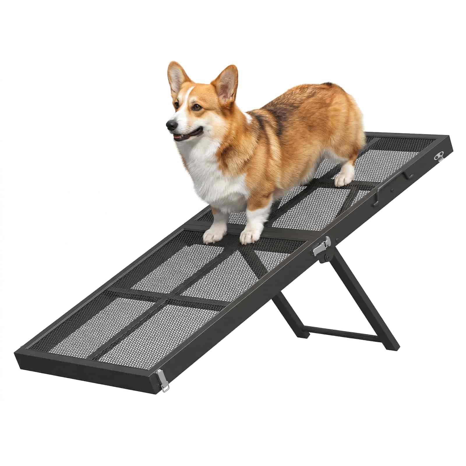 Dog standing on a black pet ramp with a white background